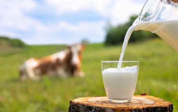 Vijay Dairy Best Milk In India