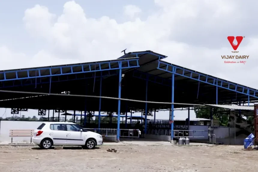 How Vijay Dairy Delivers Fresh Milk from Cattle Farm to Table fresh milk