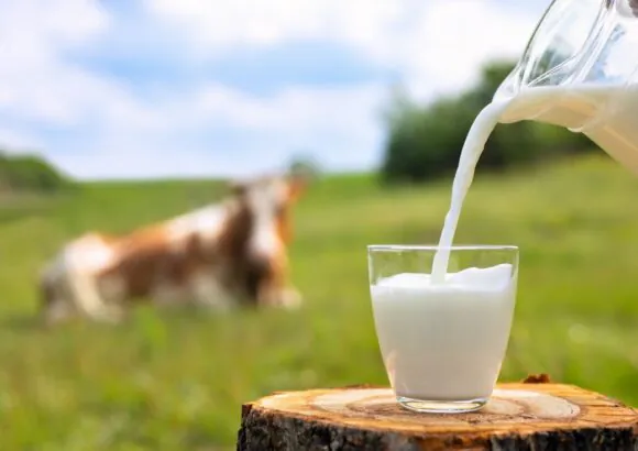 Vijay Dairy Best Milk In India